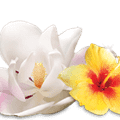 Air Wick Floral Fragrances